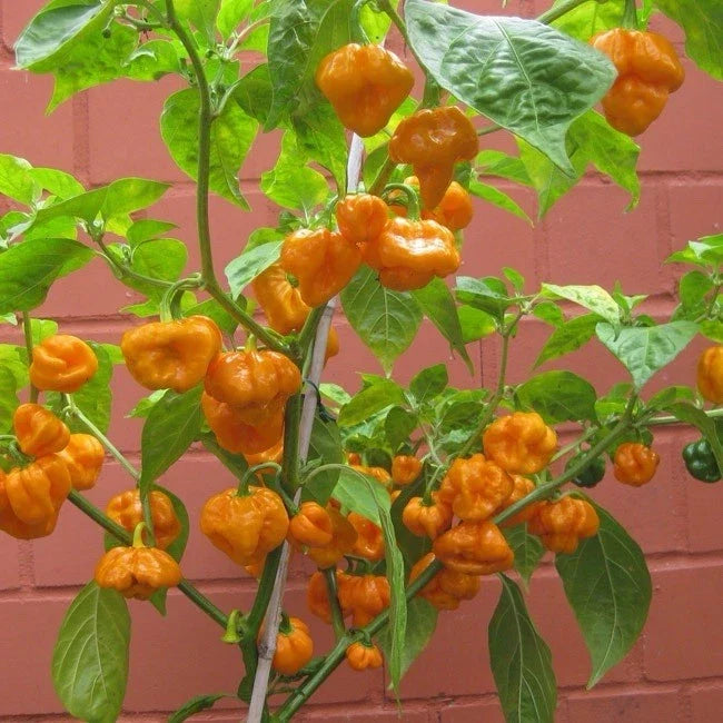 Scotch Bonnet Pepper Seeds - 100 Orange Heirloom Non-GMO Capsicum chinense for Garden or Container Growing