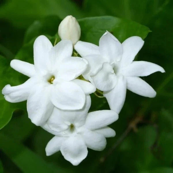 Rooted Arabian Jasmine Starter Plant - Jasminum sambac, Fragrant Shrub, Indoor & Outdoor, 2-3 ft