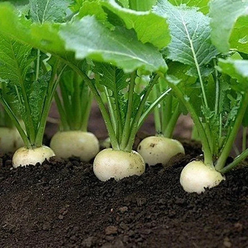 White Egg Turnip Seeds - Heirloom NON-GMO Brassica rapa var. rapa Seed Packets for Cool-Season Gardening