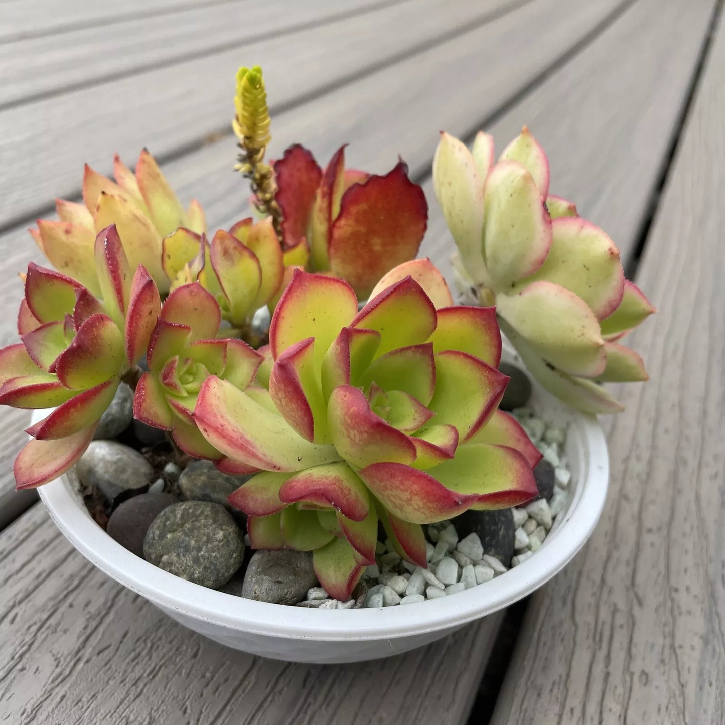 Mini Garden Succulents Rooted Plants Set - Red, Pink, Green Varieties for Indoor and Outdoor Decor