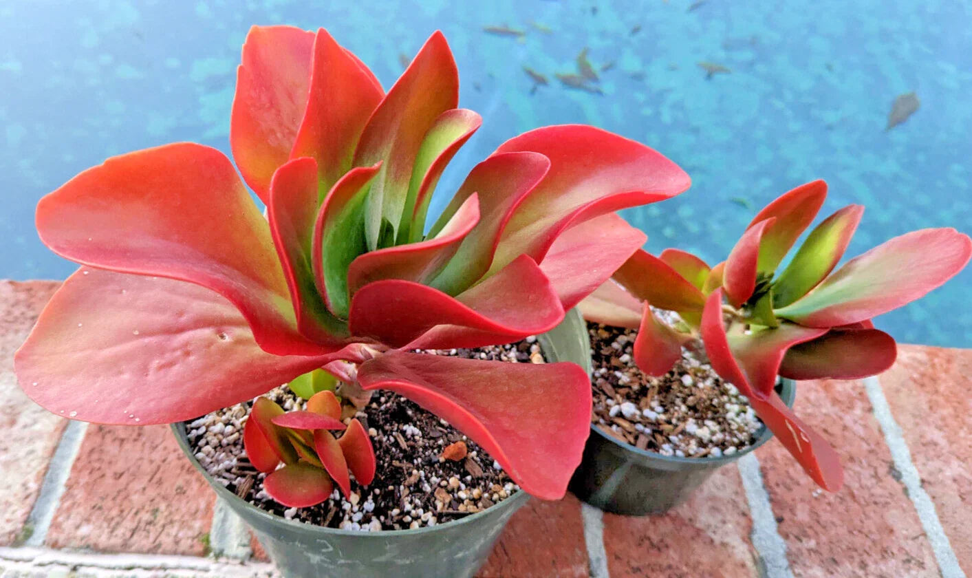 Kalanchoe 'Dragonfire' - Large 5" Bright Red Leaves Succulent Plant - Rare Indoor Decor
