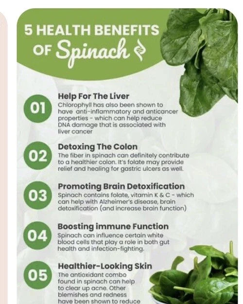 Winter Giant Spinach Seeds - Heirloom Non-GMO Open Pollinated Spinacia oleracea, 150+ Seeds for Cold Weather Gardening