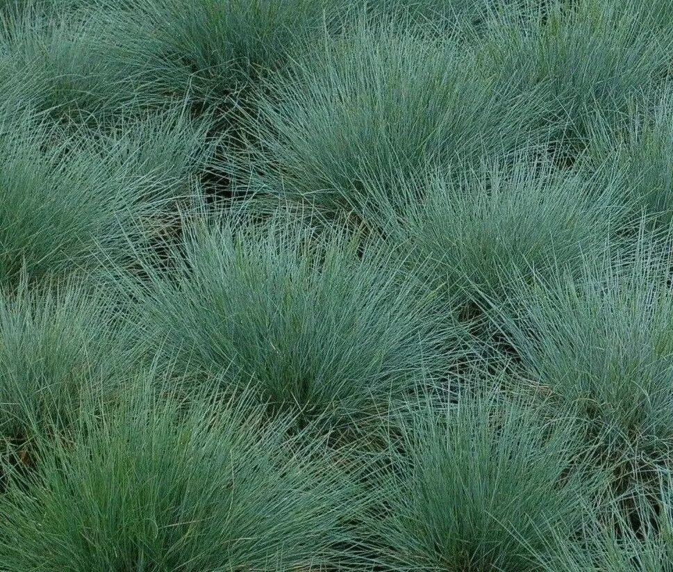 Blue Fescue Grass Seeds - 300+ Perennial Ornamental Grass Festuca glauca