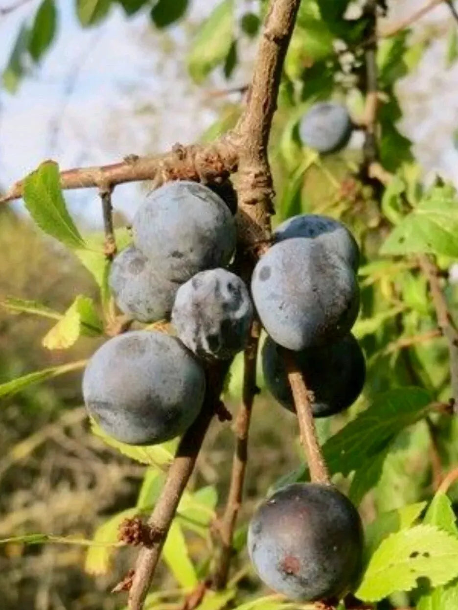 Black Thorn Cutting 2pcs - Diospyros digyna Rare Tropical Fruit Plant