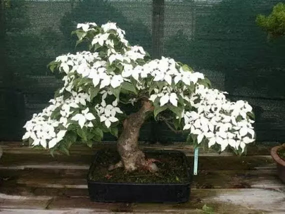 Flowering Dogwood Bonsai Tree Seeds - Cornus florida - Indoor Gardening, Native Plants, Bonsai Cultivation, Flowering Seeds