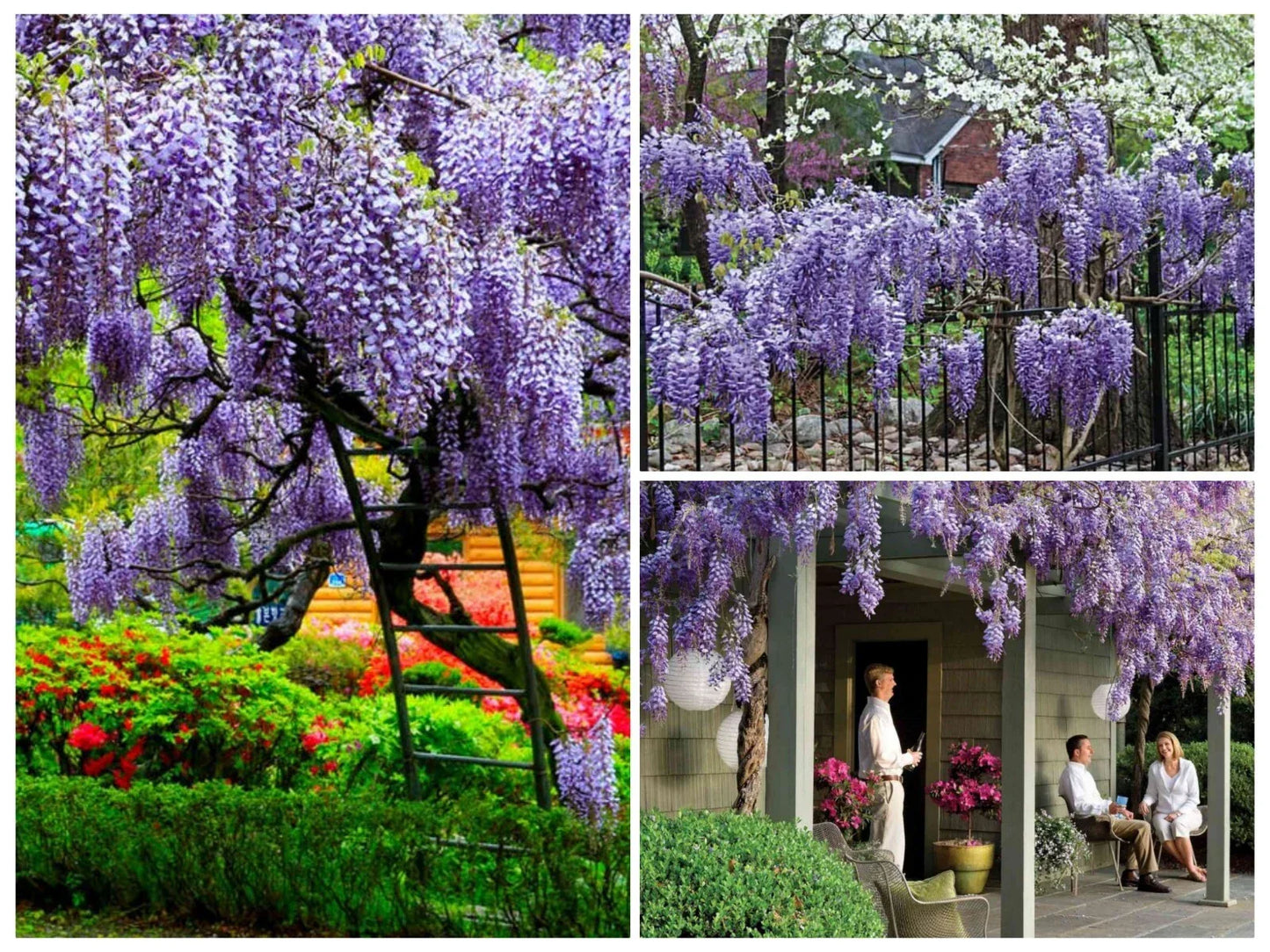 Chinese Wisteria Tree Seeds - 12+ Seeds - Fast Climbing Flower Vine - Cold Hardy Wisteria sinensis