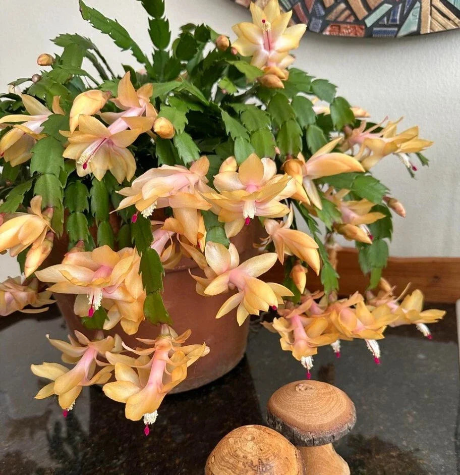 Yellow Christmas Cactus Live Plant in 3-Inch Pot, Schlumbergera, Indoor Holiday Decor, Bright Yellow Blooms