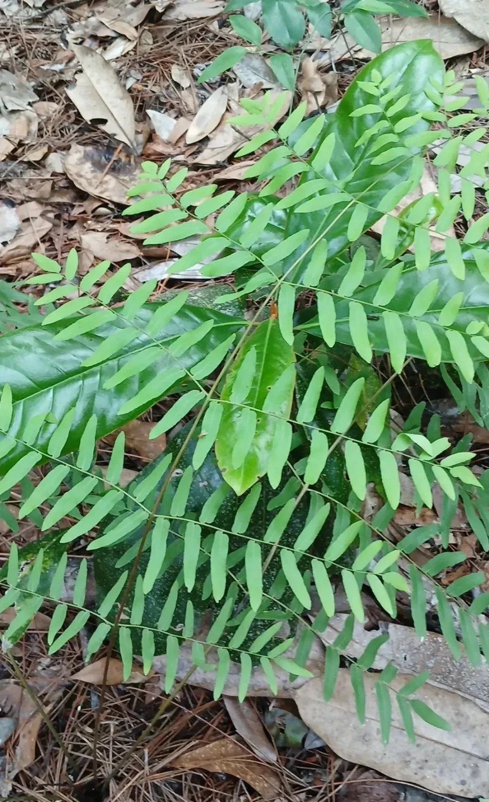 Royal Ferns 5-Pack Live Plants - Osmunda regalis Native Wetlands Shade Garden Ferns for Moist, Shady Areas