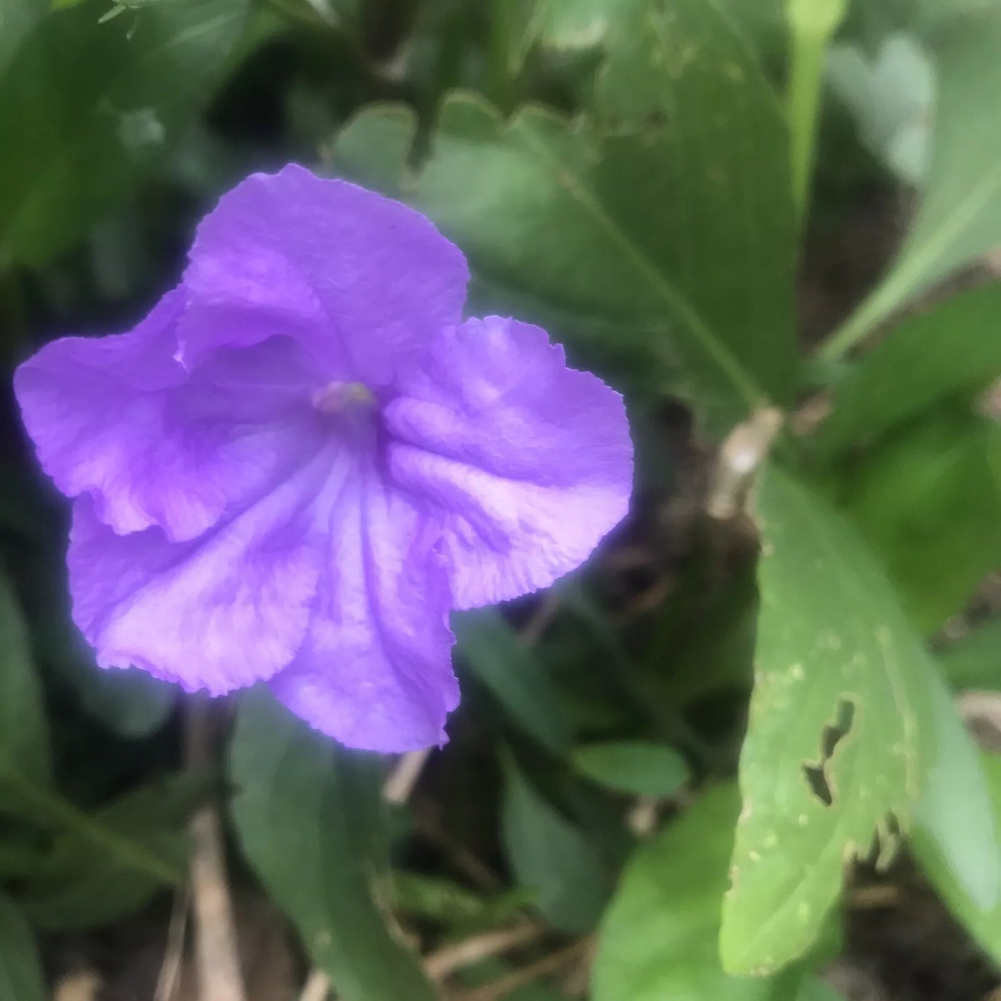 Mexican Petunia Cuttings - 10 Fresh Rotted Ruellia Brittoniana Plants