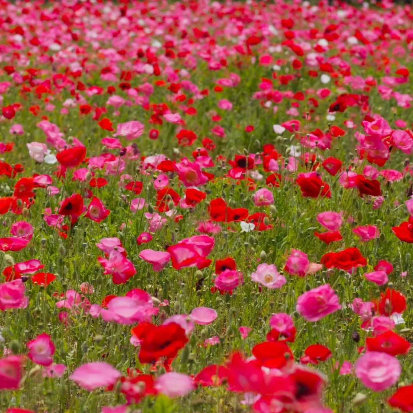 Shirley Mixed Red & Pink Poppy Seeds - Papaver rhoeas - Garden Ready, 200+ Pack, Easy to Grow, Attracts Pollinators
