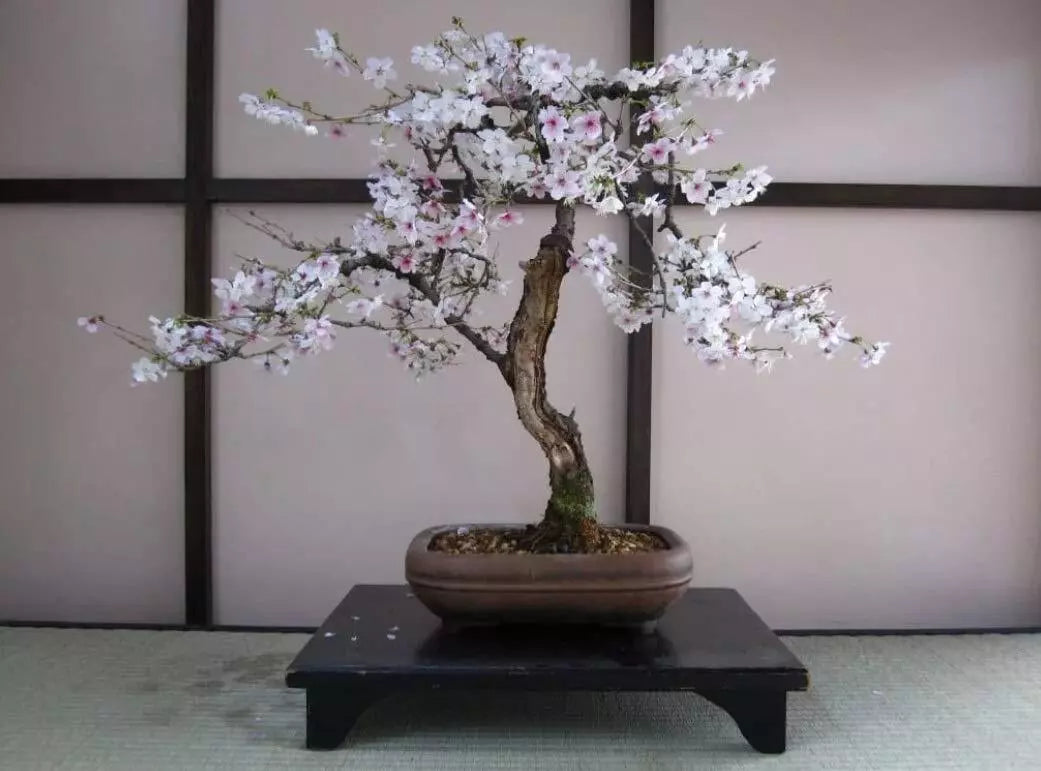 Bonsai Black Cherry Tree Seeds - 20 Seeds - Fruit Bearing Prunus serotina for Outdoor Garden or Bonsai Cultivation