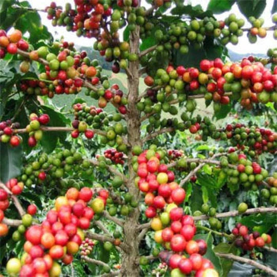 Coffee Seeds 5 Pack Organic Coffea Arabica Nana Easy to Grow House Plant