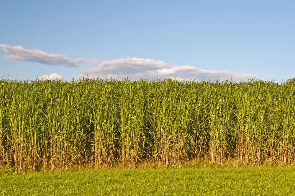 Switchgrass Seeds 1,000 Count for Planting - Fast Growing Prairie Grass (Panicum virgatum)