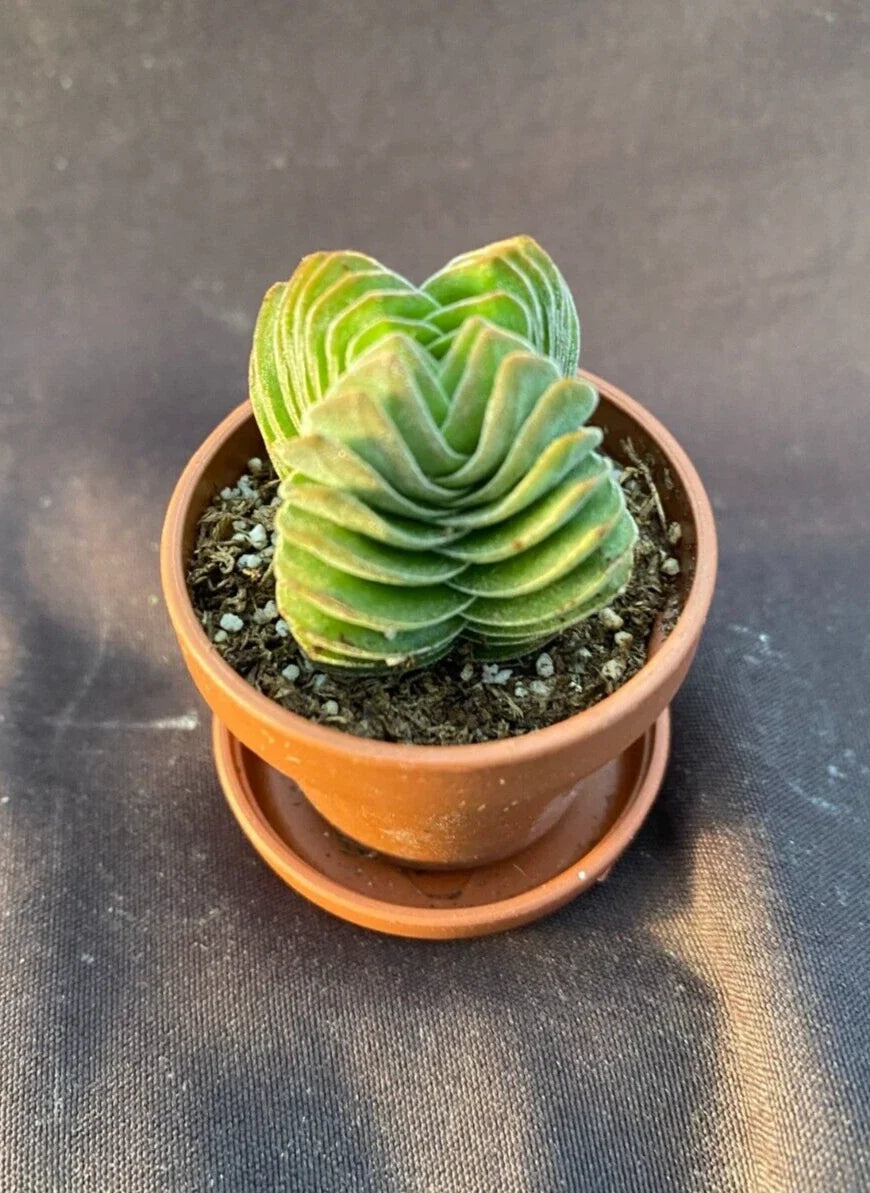 Crassula Buddha's Temple Tiny Rooted Succulent Plant in 1" Pot with Saucer - Indoor Houseplant, Crassula perfoliata var. falcifolia