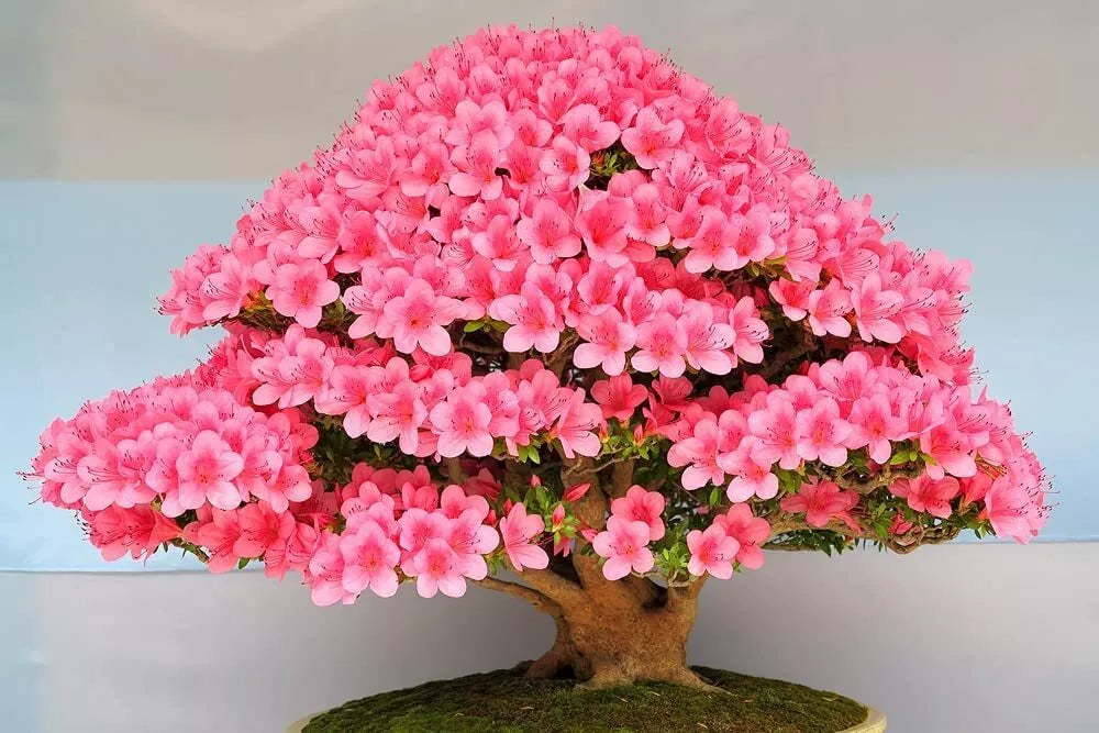 Flowering Bonsai Tree Seeds - Judas Tree Cercis siliquastrum - Pink Flowers & Heart-Shaped Leaves - 20 Seeds
