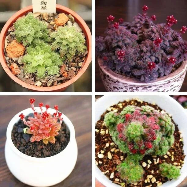 Rare Crassula Seeds 100pcs Pack - Mixed Succulent Varieties for Indoor & Outdoor Gardening, Crassula spp.
