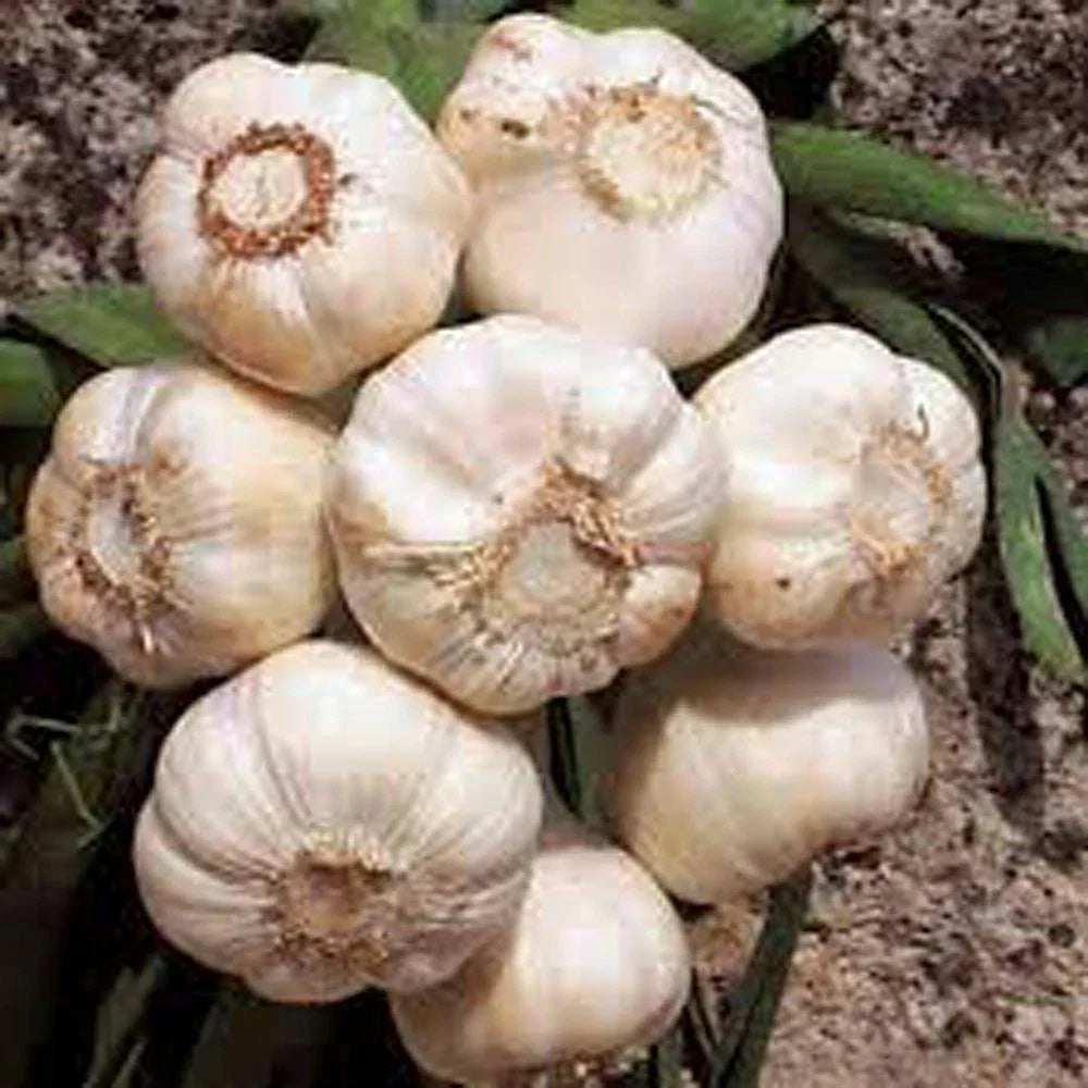 Fresh California Softneck Garlic Bulb - 1 Pound for Planting | Allium sativum