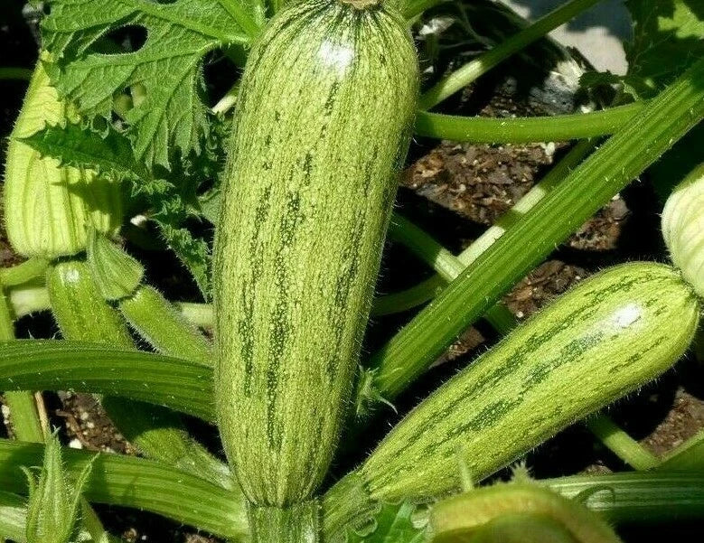 Caserta Zucchini Seeds - 20+ Culinary Squash Seeds | Cucurbita pepo