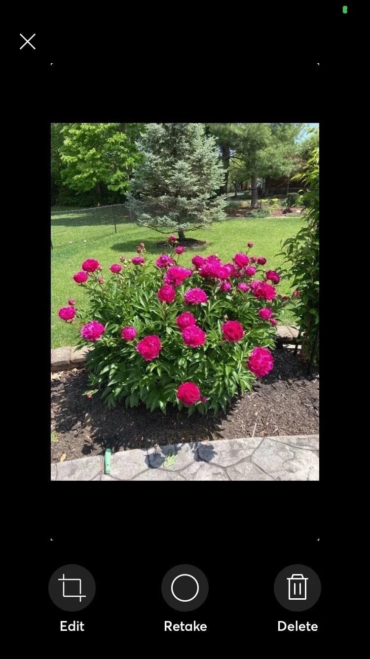 Peony Bare Root Plant – Sarah Bernhardt Pink Double Petal – Paeonia lactiflora Garden Flower