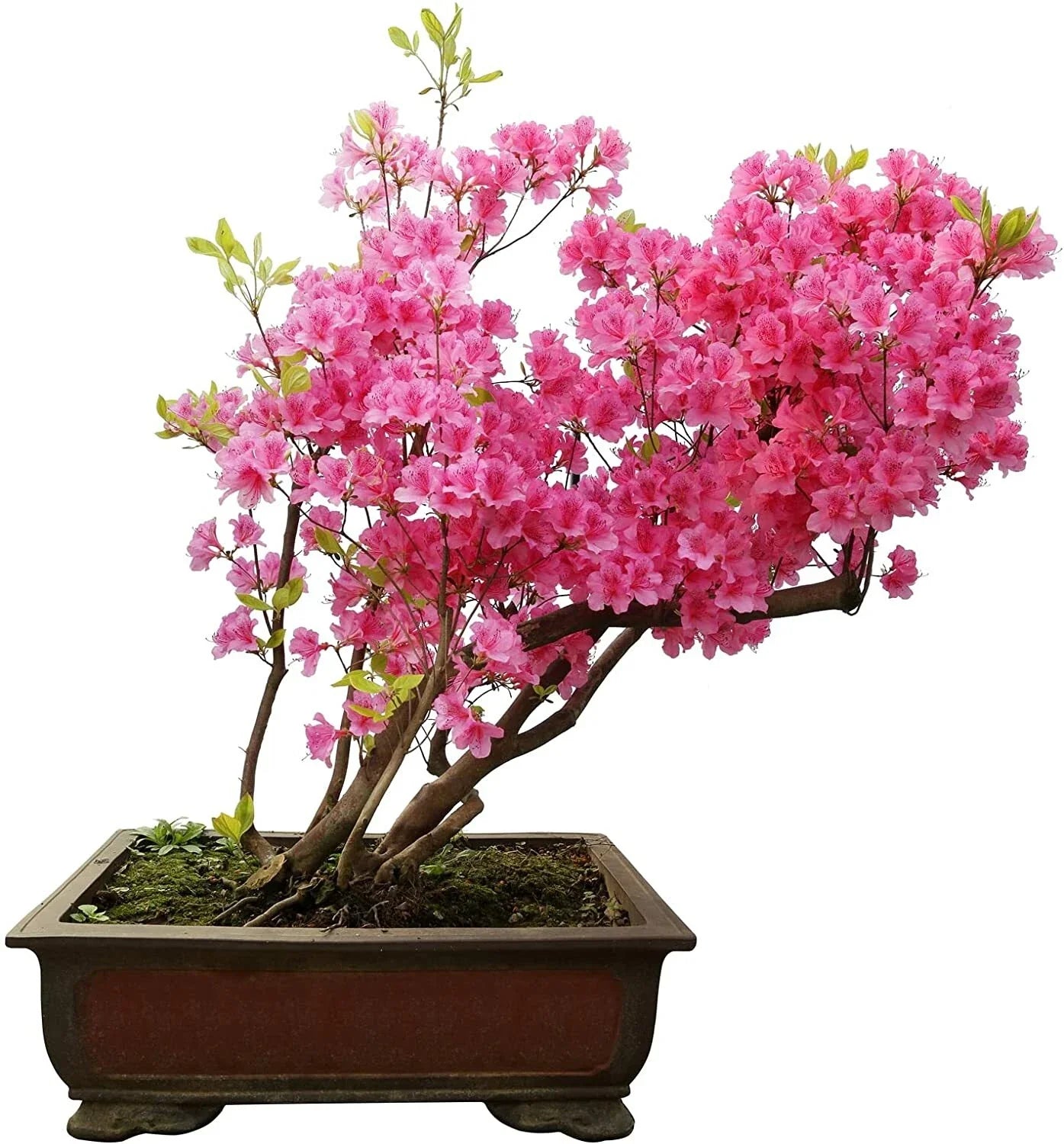 Royal Azalea Bonsai Tree Seeds - Rhododendron schlippenbachii - Compact Growth, Pink Blossoms, Indoor/Outdoor Plant Seeds