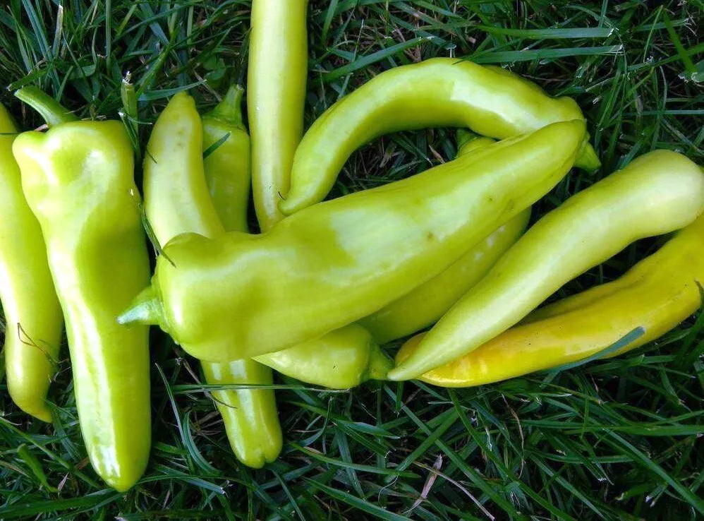 Sweet Banana Pepper Seeds - Capsicum annuum - Non-GMO, Heirloom, Garden Vegetable Seeds - 100+ Pack