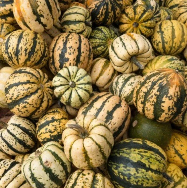 Sweet Dumpling Winter Squash Seeds - Heirloom Non-GMO Cucurbita maxima, Compact Bush-Type, 30 Seeds