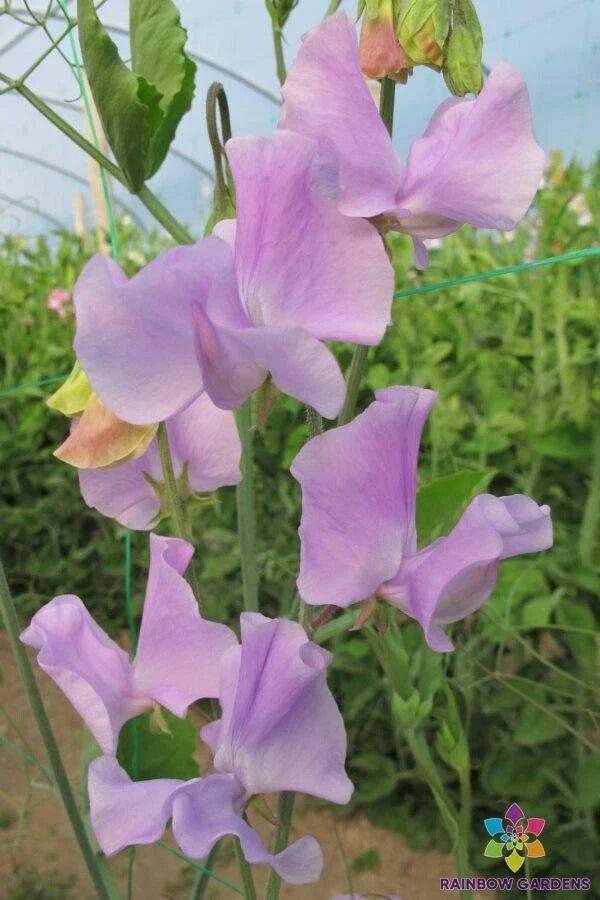 Lavender Sweet Pea Seeds - 50+ Pack - Lathyrus odoratus - Elegant Climbing Flower
