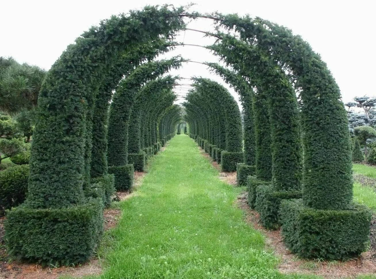 Maze Plant Seeds - English Yew Tree (Taxus baccata) - 20 Seeds for Hedges & Landscape Features