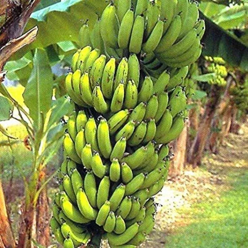 Gran Nain Banana Plant | Rooted Starter | Musa acuminata | Tropical Fruit Tree for Garden or Indoor