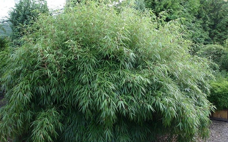 50 Bamboo Seeds - Dragon Head Clumping Privacy Screen for Garden & Landscaping - Bambusa balcooa