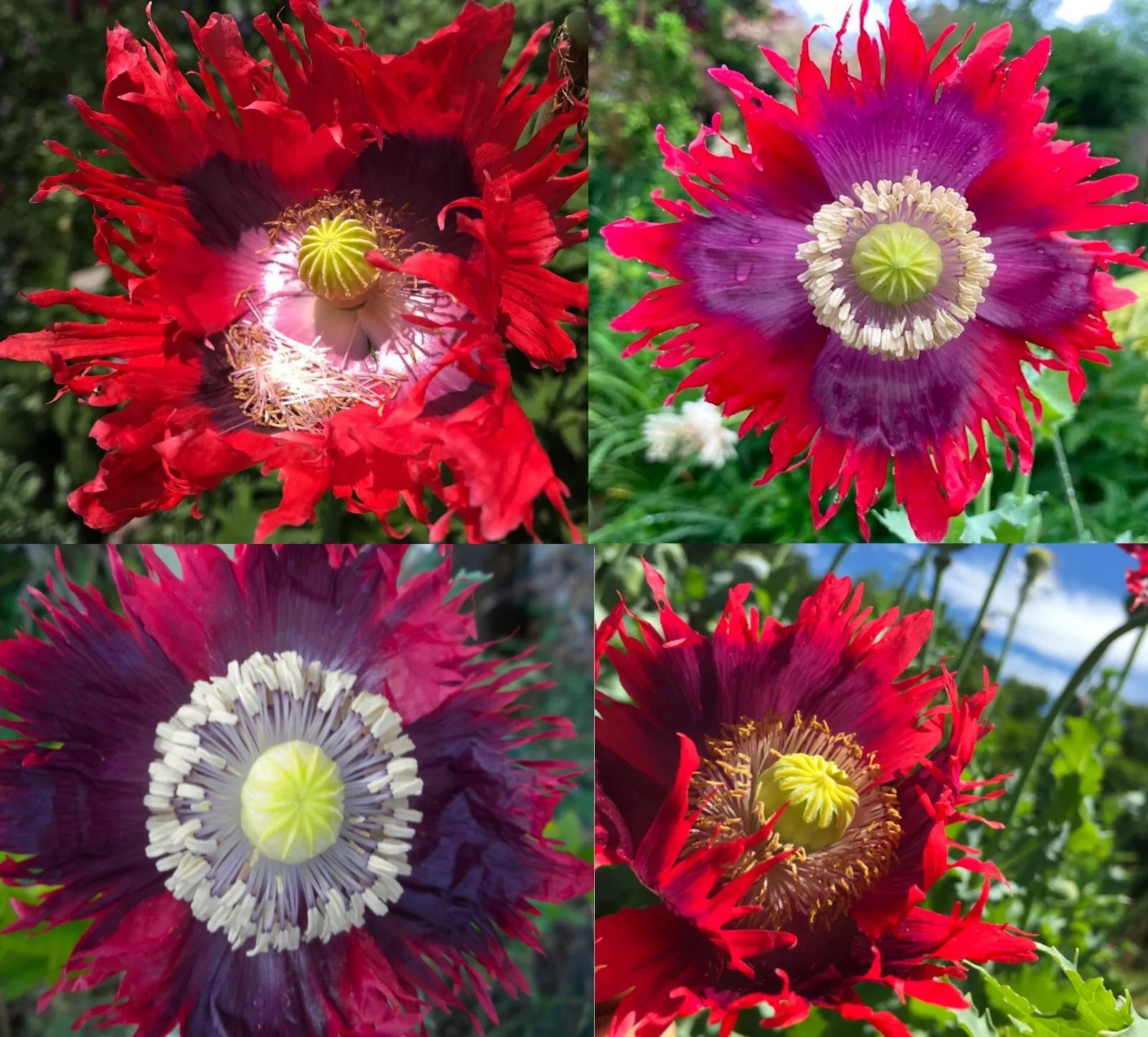 Poppy Seeds 1000 Count - Drama Queen Frilled Edges Red Purple Flowers - Non-GMO Papaver somniferum Seeds