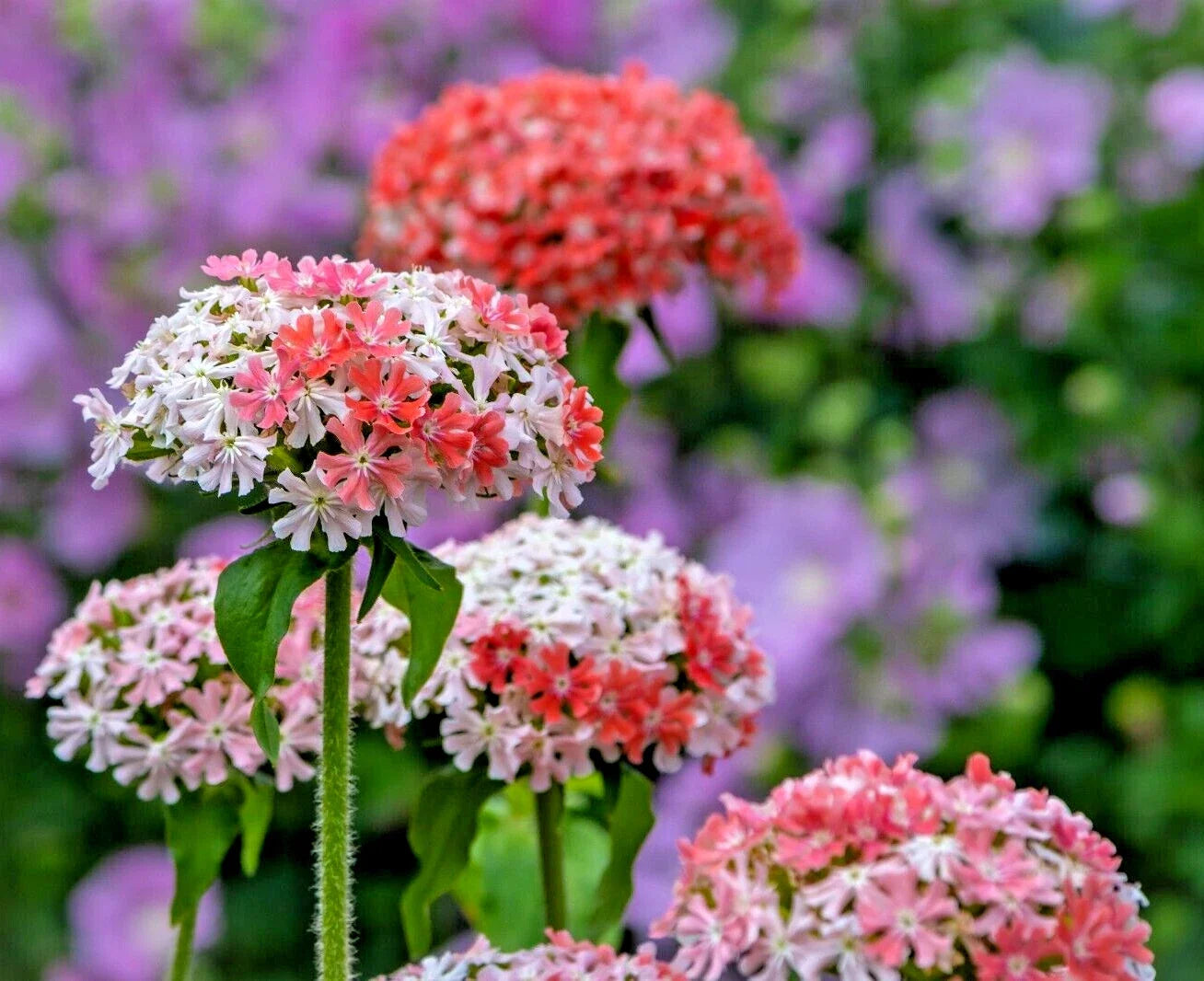 Pink and White Maltice Cross Seeds 101 Lychnis chalcedonica, Rare Color, Flower Seeds for Garden, Pollinator Attracting