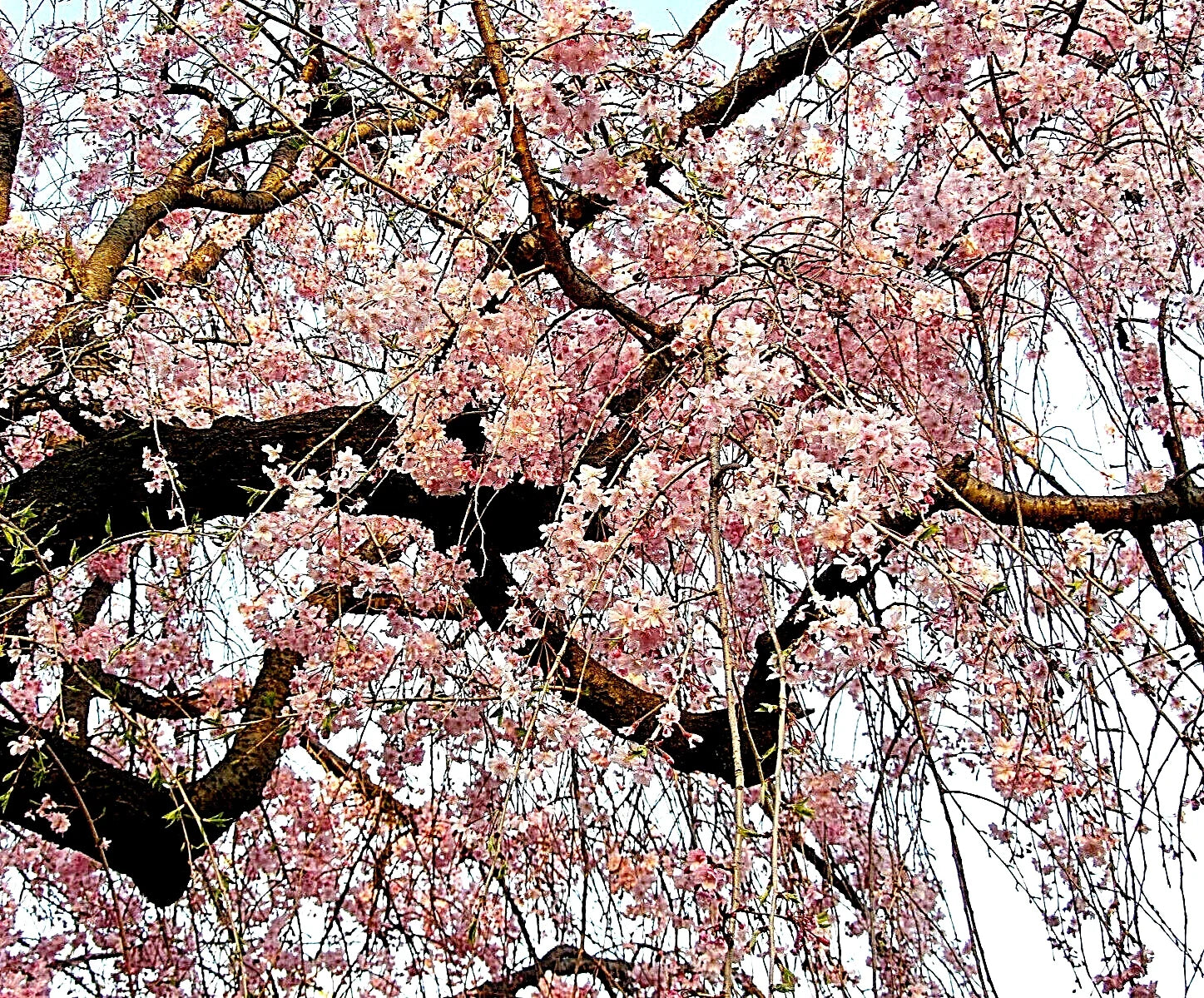 Japanese Cherry Blossom Tree Seeds - 20 Pack Pink Flowering Sakura Prunus serrulata Bonsai Seeds