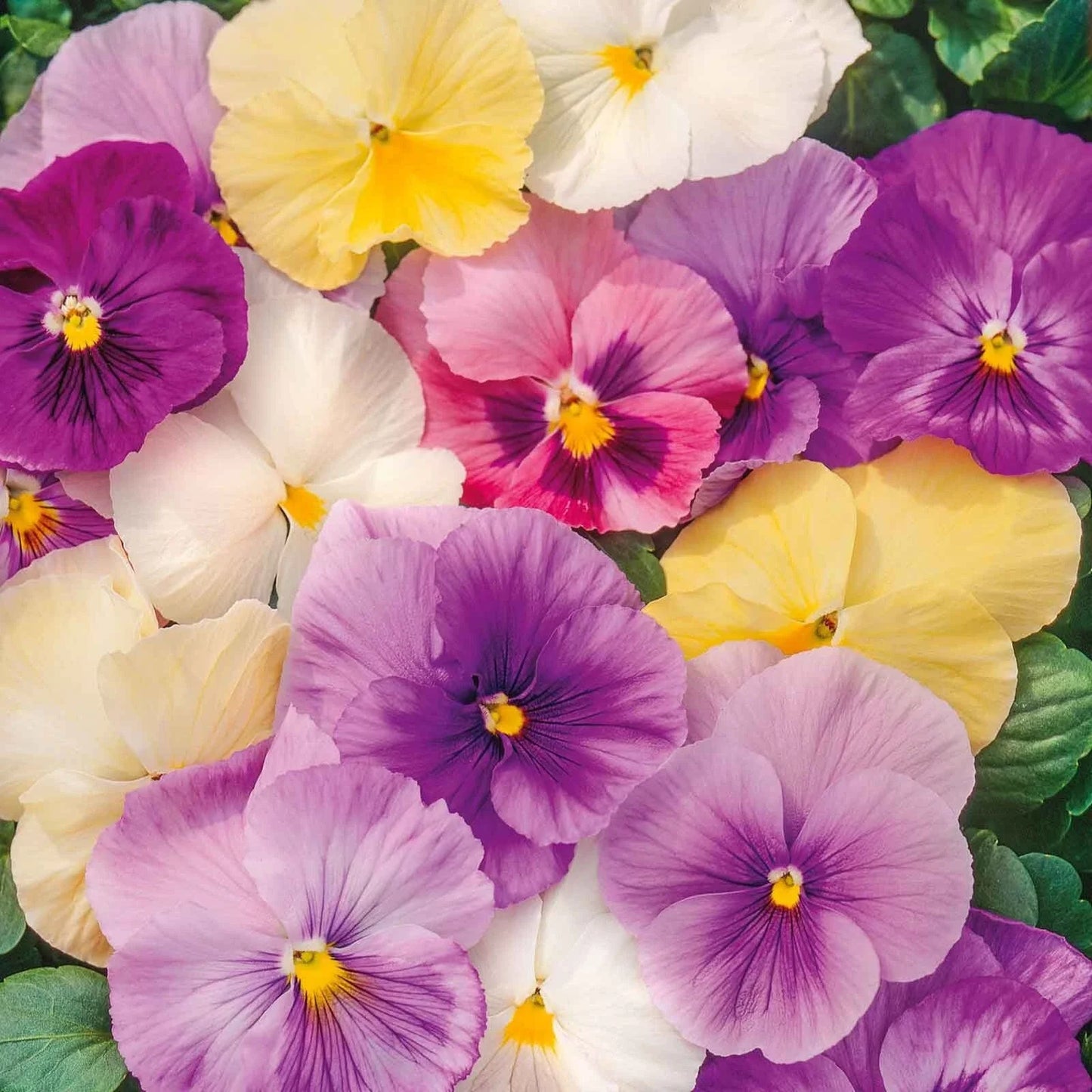 Pansy Seeds Mix Pastels, Viola tricolor var. hortensis, Edible Cool Weather Flowers, Non-GMO Seeds, Container Garden Plants