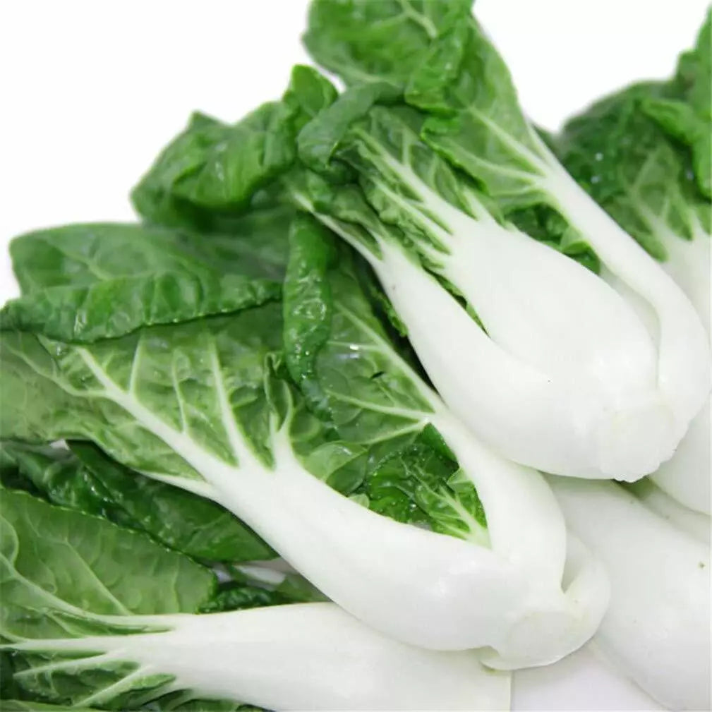 Pak Choi Seeds 300+ Non-GMO Brassica rapa var. chinensis Vegetable for Indoor & Outdoor Gardening