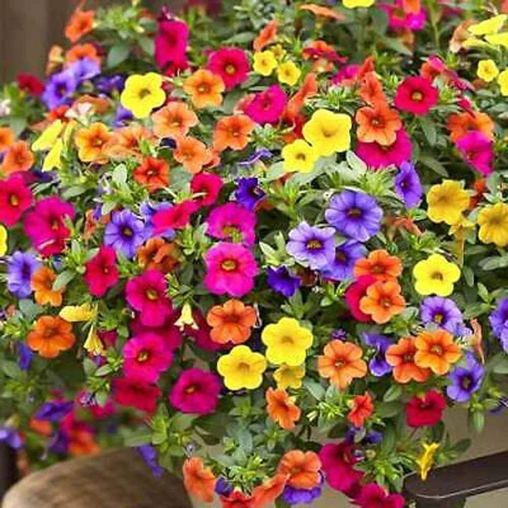 Petunia Seeds 200+ Mixed Color Non-GMO | Petunia × hybrida Flower Seeds for Garden, Containers