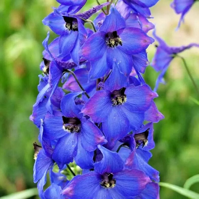 Penstemon Seeds - Hummingbird Mix, Pollinator Friendly Perennial Flower, Bees Attracting, Spring Beardtongue Seeds, 200+ Seeds