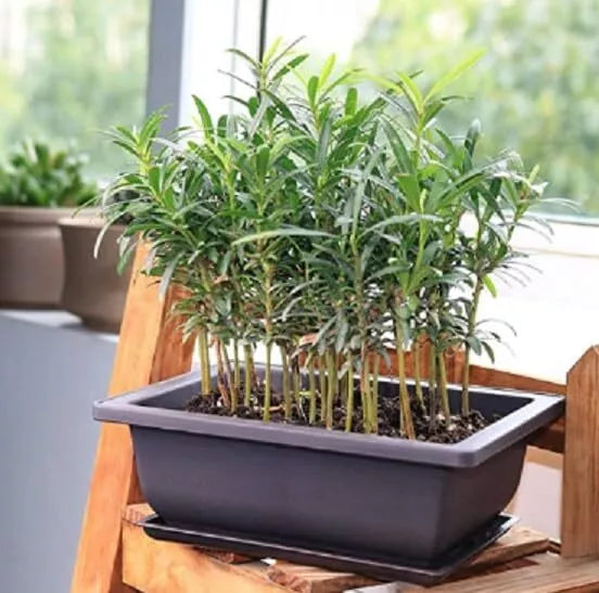 Willow Bonsai Tree Forest Kit - 15 Salix spp. Miniature Trees in 8-Inch Pot for Indoor Outdoor Gardening