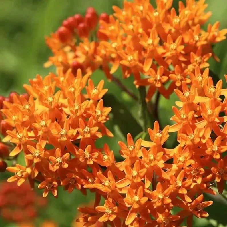 Orange Butterfly Weed Seeds - 100 Organic Perennial Seeds - Asclepias tuberosa - USA Grown