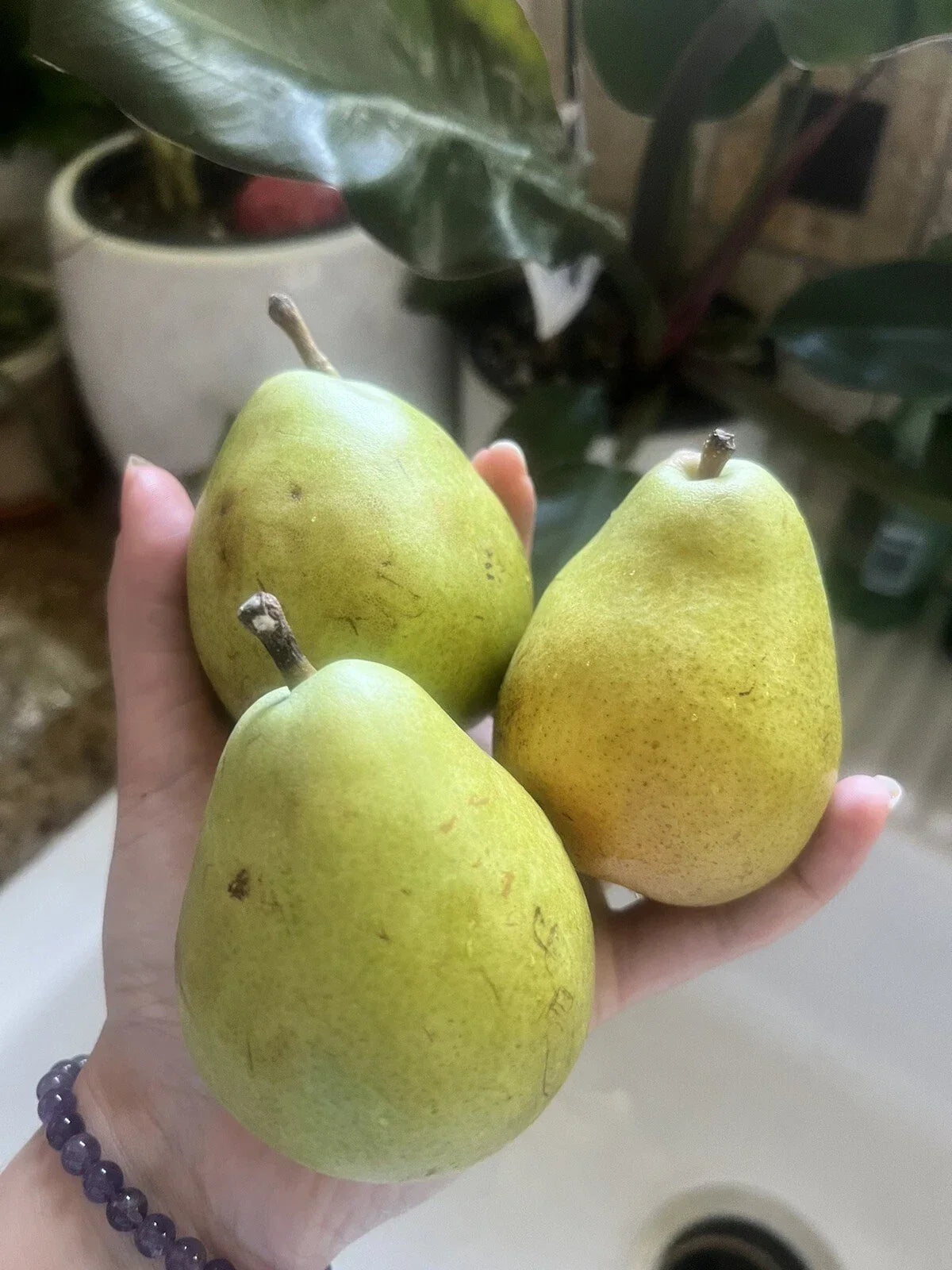 D’Anjou Pear Seeds - 5 Pack Non-GMO Green Fruit Pyrus communis