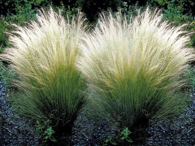 Mexican Feather Grass Live Starter Plant – Nasella tenuissima – Ornamental Grass for Garden, Landscape & Borders