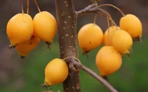 Crabapple Seeds, Comtesse de Paris, Malus 'Comtesse de Paris', Flowering Tree, Pollinator Attractant, Garden Planting, USA