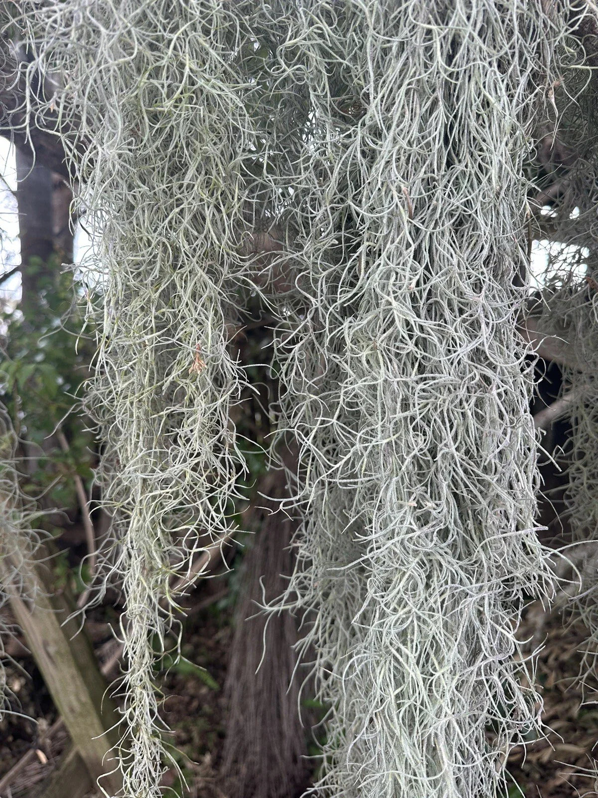 Fresh Live Spanish Moss 1 Gal for Orchids & Decor - Tillandsia usneoides, Air Plant Display, DIY, Wedding, Home Decor