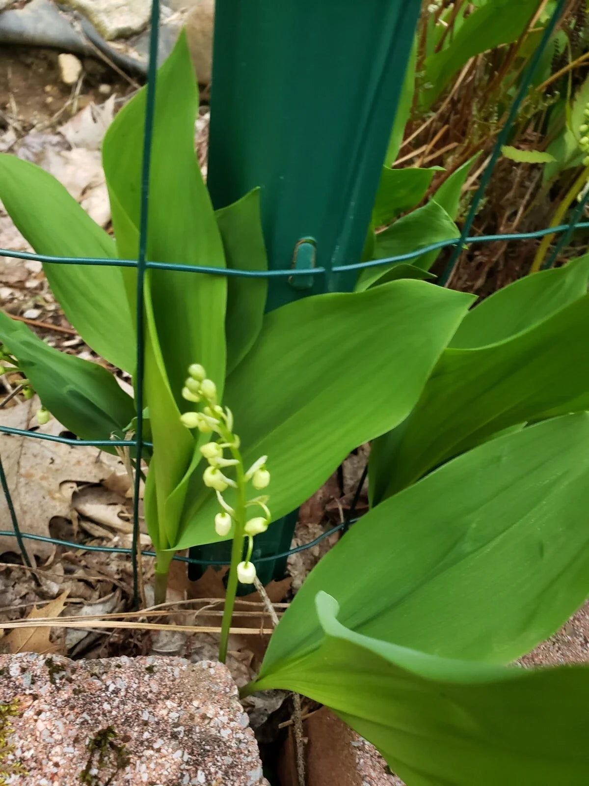 Lilly of the Valley Live Plants - 5 Bare Root Convallaria majalis Fragrant White Flowers, Ground Cover, Hardy Perennials
