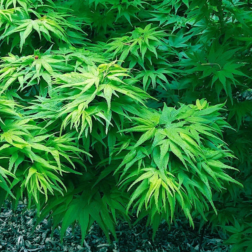 Dwarf Japanese Maple Tree Seeds Mikawa Yatsubusa Acer palmatum Bonsai Seeds for Garden & Bonsai