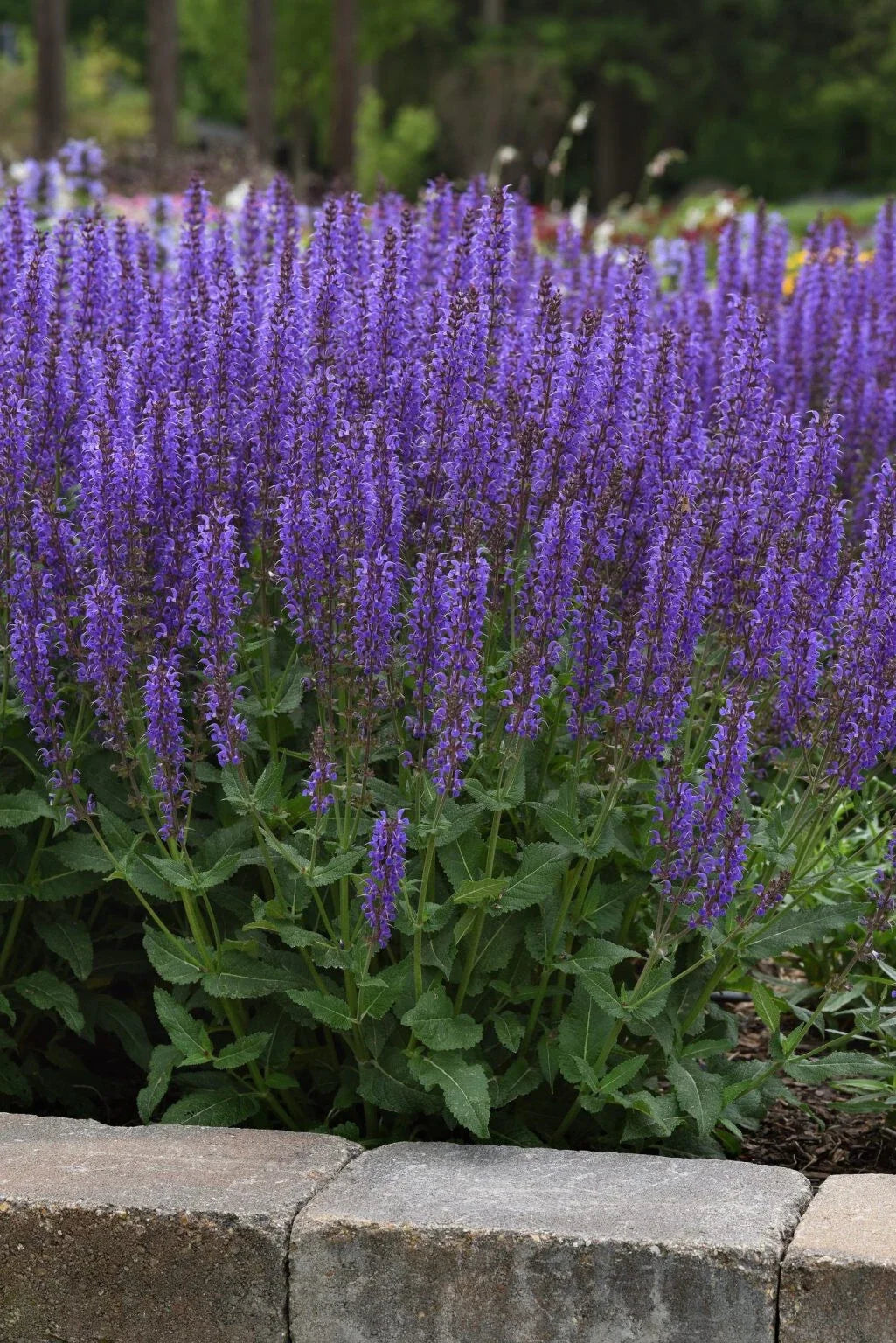 Meadow Sage Salvia 'Blue By You' Bare Root Perennial Plant, Dark Purple Flowers, Deer-Resistant, Zones 4-9