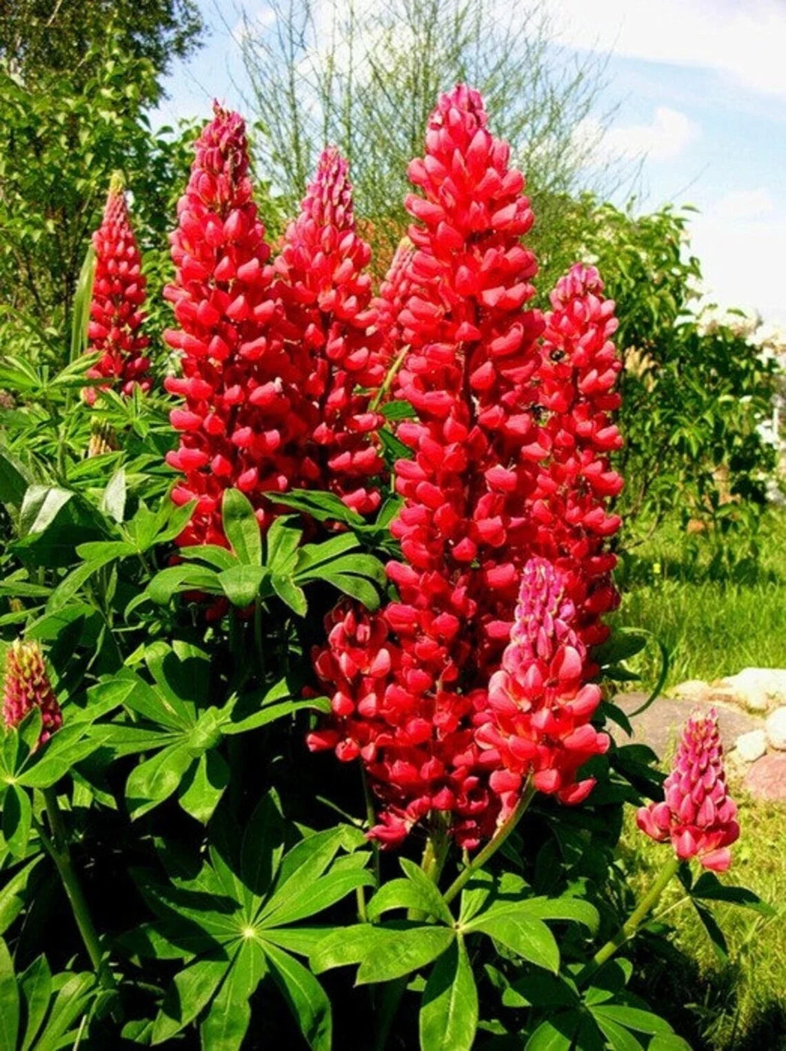 Red Flame Lupine Seeds - Perennial Flower Seeds for Borders & Gardens - Lupinus polyphyllus - Hardy, Non-GMO, 25 Pack