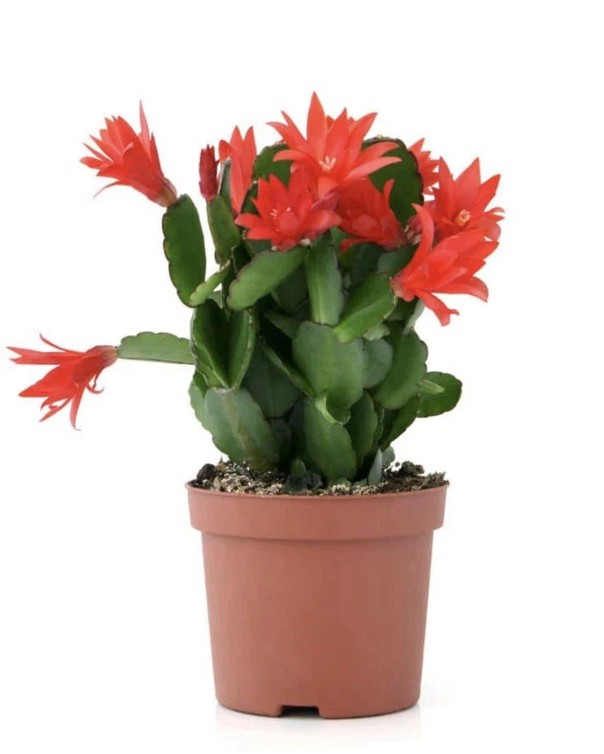Christmas Cactus Cuttings 3 Segments, Schlumbergera truncata, Indoor Succulent, Holiday Blooming Plant