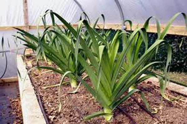 Leek Seeds - 25+ American Flag Heirloom Variety Allium ampeloprasum Vegetable Seed Packet