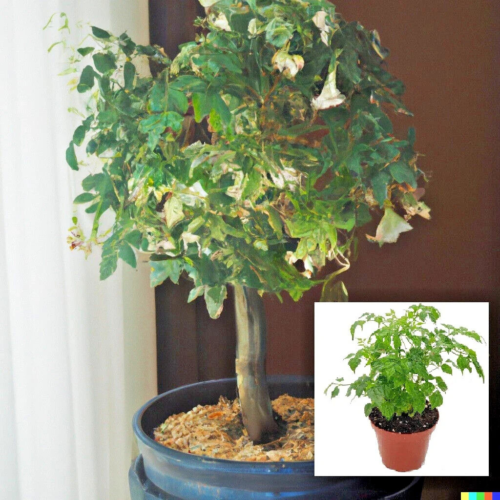 Radermachera sinica Tree Seeds - China Doll Bonsai Seeds for Indoor Gardening - Exotic Green Plant Seeds